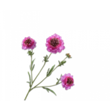 SILK-KA Rama de Scabiosa Lila TOQUE REAL | 80 centímetros SILK-KA Rama de Scabiosa Lila TOQUE REAL | 80 centímetros