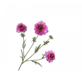 SILK-KA Scabiosa Tak Lila REAL TOUCH | 80 cm SILK-KA Scabiosa Tak Lila REAL TOUCH | 80 cm