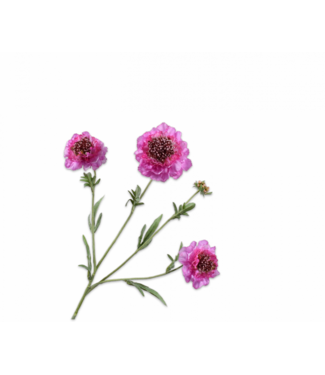 SILK-KA Branche de Scabiosa Lilas REAL TOUCH | 80 cm
