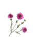 SILK-KA Scabiosa-Zweig Flieder REAL TOUCH | 80 cm SILK-KA Scabiosa-Zweig Flieder REAL TOUCH | 80 cm