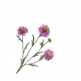 SILK-KA Scabiosa-gren lavendel EKTE PRØVE | 80 cm