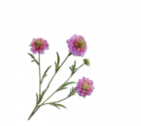SILK-KA Branche de Scabiosa Lavande REAL TOUCH | 80 cm SILK-KA Branche de Scabiosa Lavande REAL TOUCH | 80 cm