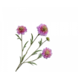 SILK-KA Scabiosa Tak Lavendel REAL TOUCH | 80 cm SILK-KA Scabiosa Tak Lavendel REAL TOUCH | 80 cm