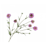 SILK-KA Scabiosa-gren rosa EKTE BERØRING | 120 cm