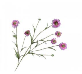 SILK-KA Branche de Scabiosa Rose REAL TOUCH | 120 cm SILK-KA Branche de Scabiosa Rose REAL TOUCH | 120 cm