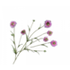 SILK-KA Branche de Scabiosa Rose REAL TOUCH | 120 cm SILK-KA Branche de Scabiosa Rose REAL TOUCH | 120 cm