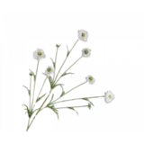 SILK-KA Scabiosa Tak Creme VERO TOCCO | 120 centimetri
