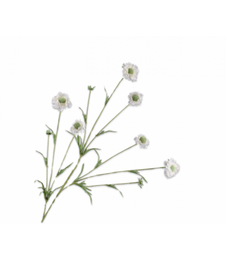 SILK-KA Scabiosa Tak Creme VERO TOCCO | 120 centimetri