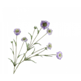 SILK-KA Scabiosa-gren blå/grønn EKTE PRØVE | 120 cm SILK-KA Scabiosa-gren blå/grønn EKTE PRØVE | 120 cm