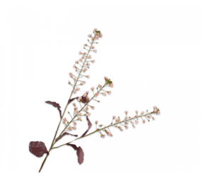 SILK-KA Branche de primevère crème/rose | 111 cm SILK-KA Branche de primevère crème/rose | 111 cm