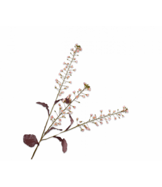 SILK-KA Primelnzweig Creme/Rosa | 111 cm
