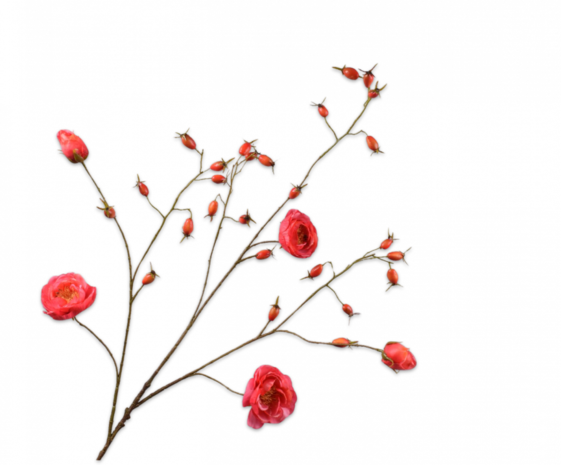 Rozenbottel Tak Roze DK REAL TOUCH 106 Cm NU PUUR GROEN B V 