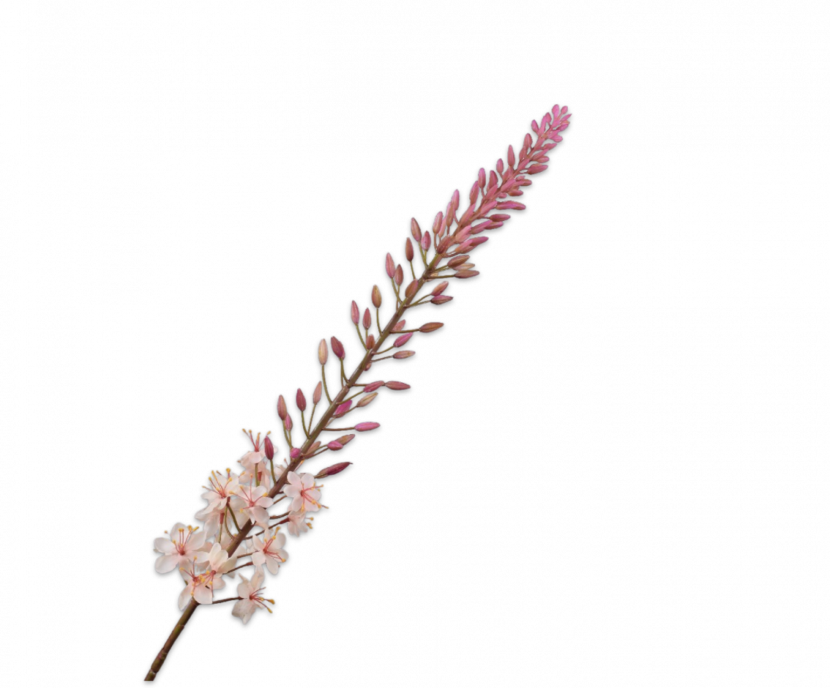 SILK-KA Eremurus stålkrem | 107 cm SILK-KA Eremurus stålkrem | 107 cm