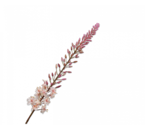 SILK-KA Eremurus stålkrem | 107 cm SILK-KA Eremurus stålkrem | 107 cm
