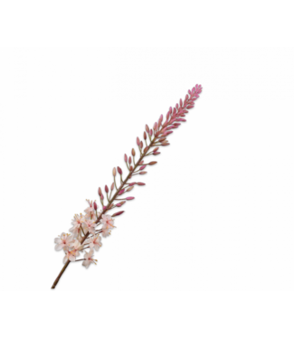 SILK-KA Eremurus stålkrem | 107 cm