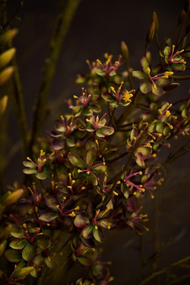 SILK-KA Eremurus Stahl Lila/Grün | 161 cm SILK-KA Eremurus Stahl Lila/Grün | 161 cm