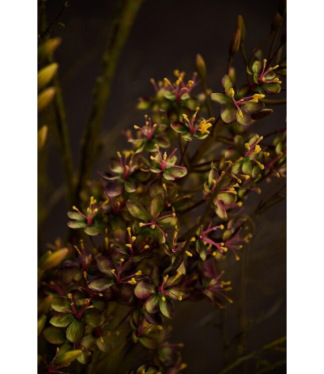 SILK-KA Eremurus Stahl Lila/Grün | 161 cm