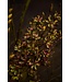 SILK-KA Eremurus Acier Violet/Vert | 161 cm
