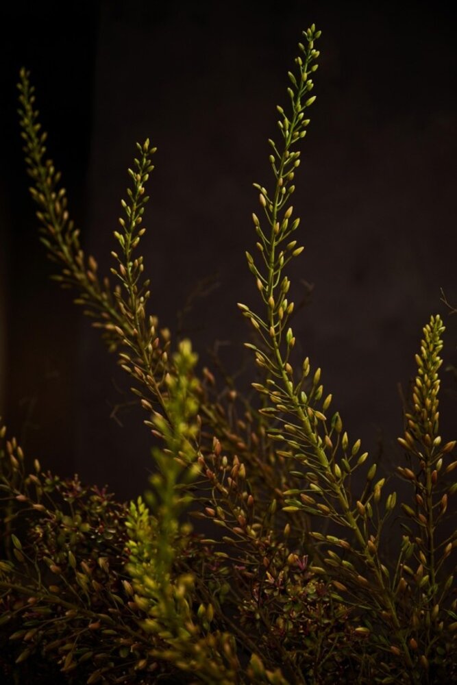 SILK-KA Eremurus Stahl Lila/Grün | 161 cm SILK-KA Eremurus Stahl Lila/Grün | 161 cm