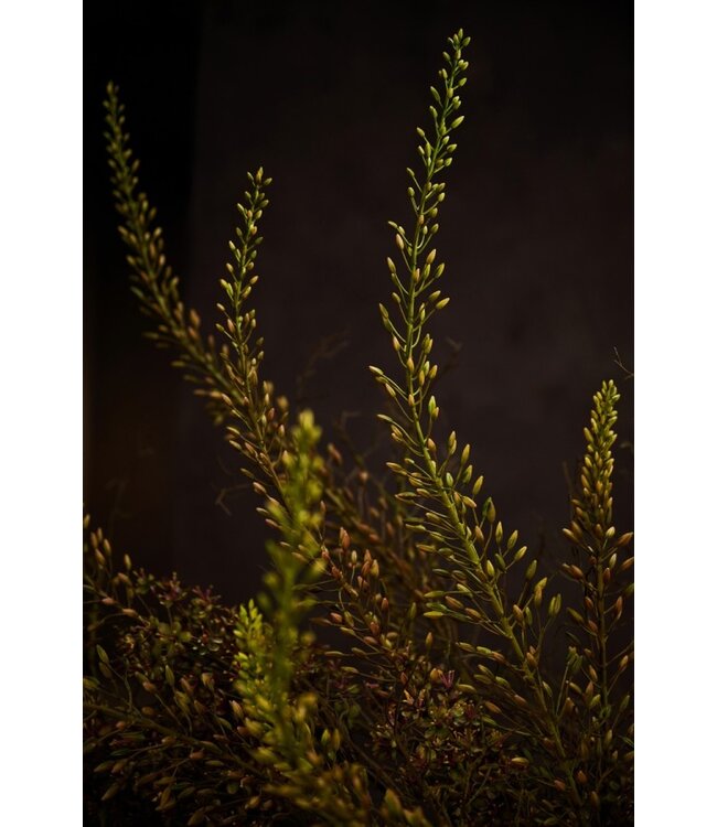 SILK-KA Eremurus Acier Violet/Vert | 161 cm