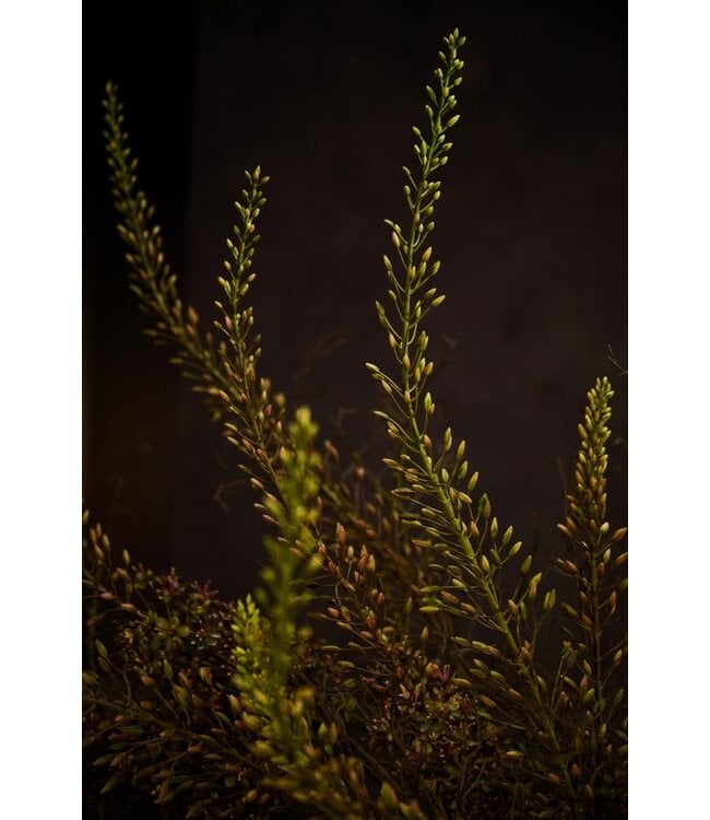 SILK-KA Eremurus Steel Purple/Green | 161 cm