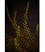 SILK-KA Eremurus Steel Purple/Green | 161 cm