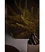 SILK-KA Eremurus stål lilla/grønn | 161 cm