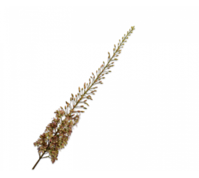 SILK-KA Eremurus Acero Morado/Verde | 161 cm SILK-KA Eremurus Acero Morado/Verde | 161 cm