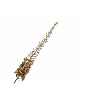 SILK-KA Eremurus Stahl Lila/Grün | 161 cm