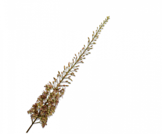 SILK-KA Eremurus Stahl Lila/Grün | 161 cm SILK-KA Eremurus Stahl Lila/Grün | 161 cm