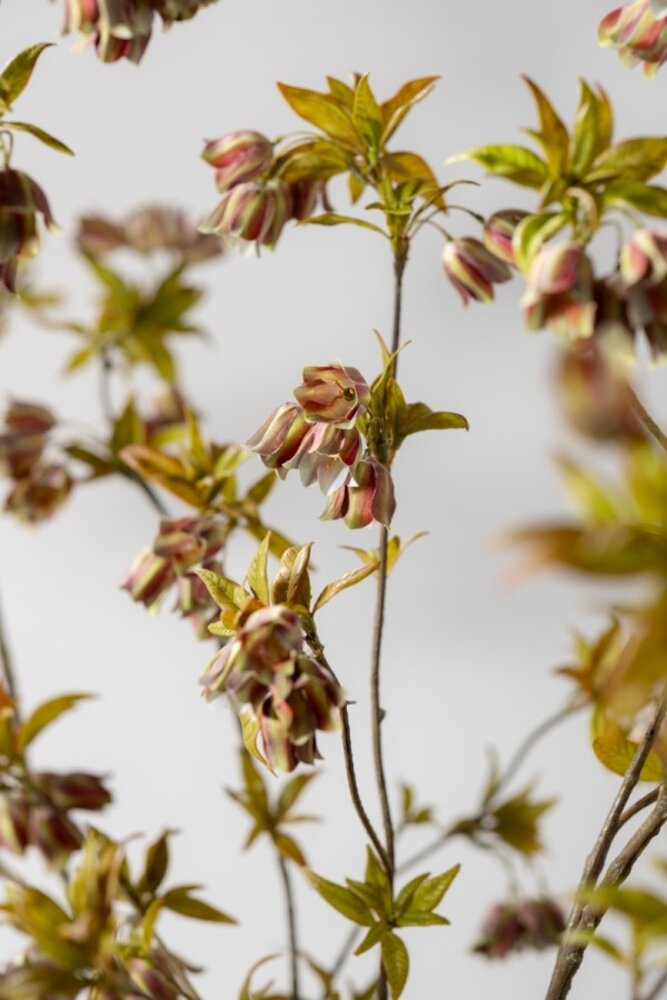 SILK-KA Campanula Branch Green/Brown | 112 cm SILK-KA Campanula Branch Green/Brown | 112 cm