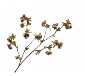 SILK-KA Campanula Branch Green/Brown | 112 cm