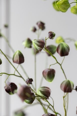 SILK-KA Physalis Branch Green/Brown | 123 cm SILK-KA Physalis Branch Green/Brown | 123 cm