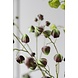 SILK-KA Physalis Branch Green/Brown | 123 cm SILK-KA Physalis Branch Green/Brown | 123 cm