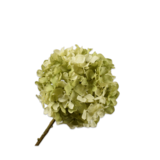 SILK-KA Hortensia Tak Creme/Groen | 70 cm