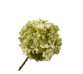 SILK-KA Hydrangea Branch Cream/Green | 70 cm SILK-KA Hydrangea Branch Cream/Green | 70 cm