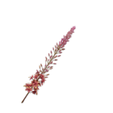 SILK-KA Eremurus stålgrønn/lilla | 107 cm