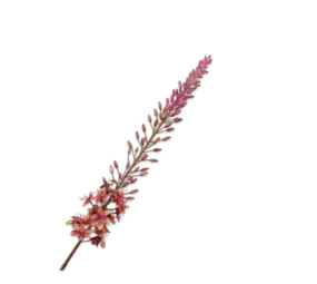 SILK-KA Eremurus Steel Green/Mauve | 107 cm SILK-KA Eremurus Steel Green/Mauve | 107 cm