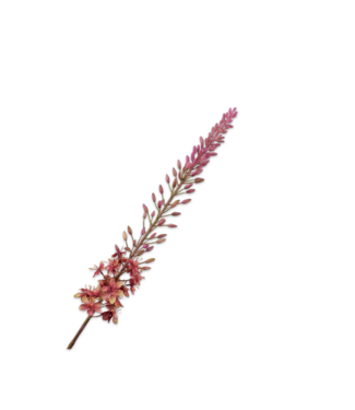 SILK-KA Eremurus Steel Groen/Mauve | 107 cm