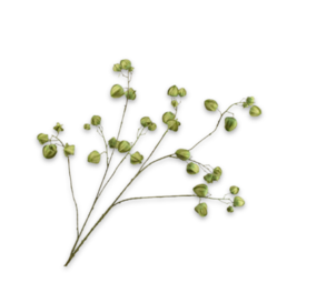 SILK-KA Physalis Tak Groen | 123 cm