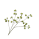SILK-KA Physalis Branch Green | 123 cm SILK-KA Physalis Branch Green | 123 cm