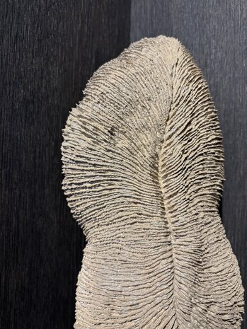 NU PUUR & GROEN Korallen-Polyresinbraun - Groß NU PUUR & GROEN Korallen-Polyresinbraun - Groß