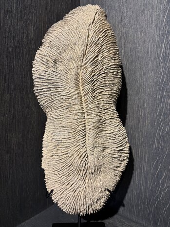 NU PUUR & GROEN Poliresina coral marrón - Grande NU PUUR & GROEN Poliresina coral marrón - Grande