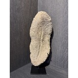 NU PUUR & GROEN Korall polyresin brun - Liten