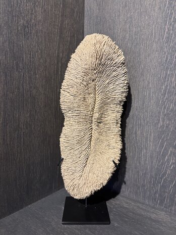 NU PUUR & GROEN Coral polyresin brown - Small NU PUUR & GROEN Coral polyresin brown - Small