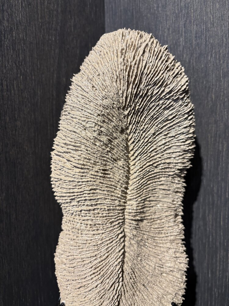 NU PUUR & GROEN Coral polyresin brown - Small NU PUUR & GROEN Coral polyresin brown - Small