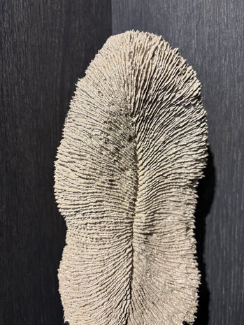 NU PUUR & GROEN Korall polyresin brun - Liten NU PUUR & GROEN Korall polyresin brun - Liten