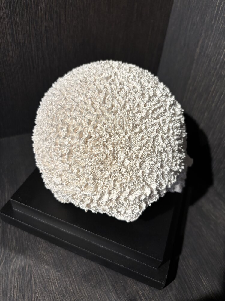 NU PUUR & GROEN Kulekorall polyresin NU PUUR & GROEN Kulekorall polyresin