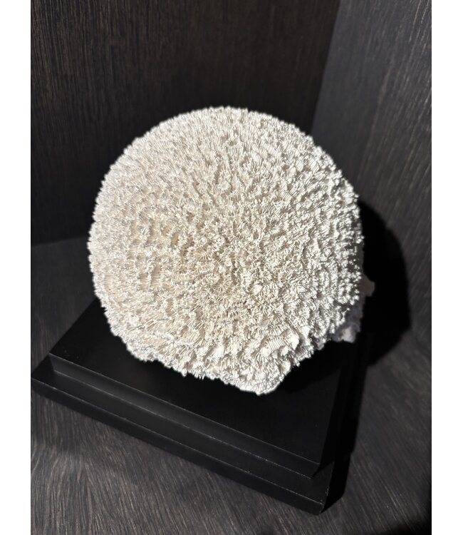 NU PUUR & GROEN Kulekorall polyresin