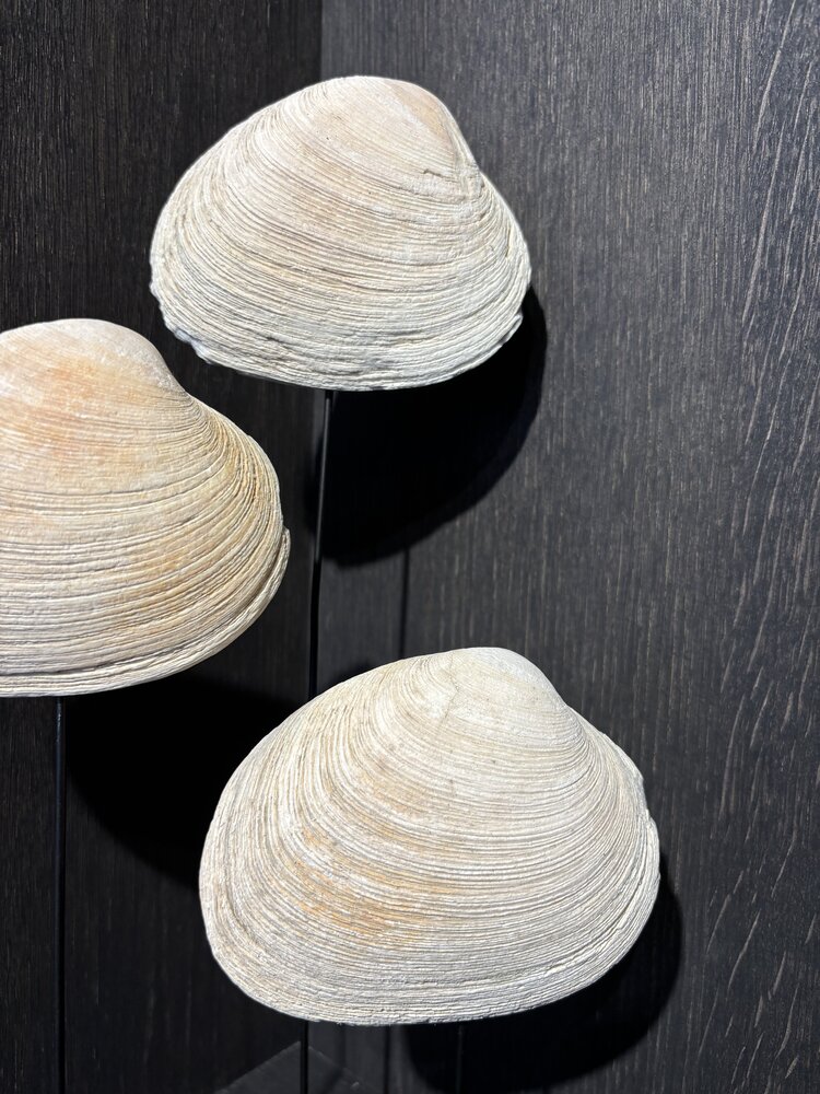 NU PUUR & GROEN Natural shells - Set of 3 NU PUUR & GROEN Natural shells - Set of 3